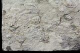 Four Species of Crinoids On One Plate - Gilmore City, Iowa #69538-4